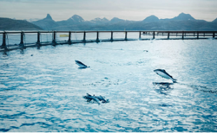 По последним данным Mowi о смертности лосося, 2025 год стал одним из самых смертоносных в Ньюфаундленде