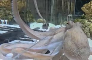 Соло для осьминога