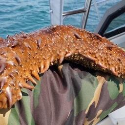 Марифермеров Приморья лишают трепанговых урожаев